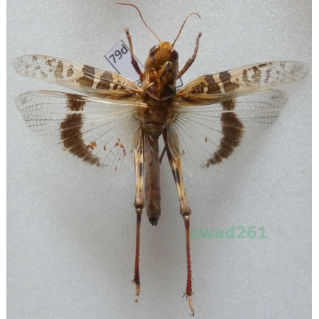 Orthoptera2 sp. Albania79d